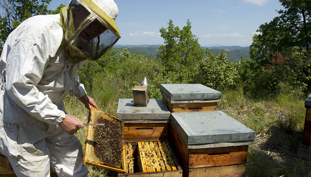 Elevage d'abeilles dans des ruches sur la miellée de lavandes.
Apiculteur observant un cadre de ruche.