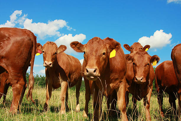A herd of cows in a field with bright blue sky.  Middle cow is chewing on a piece of hay.  Sky would make a good area for text.